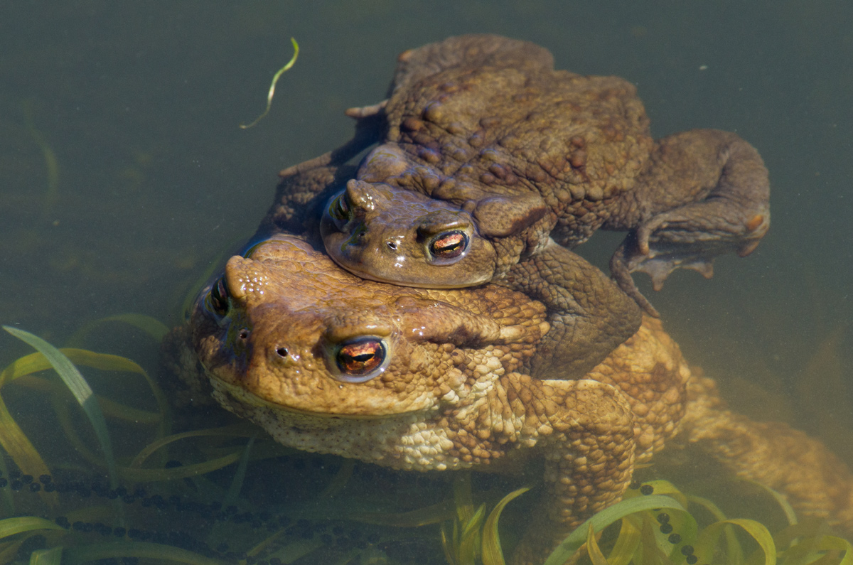 Toads in coupling...