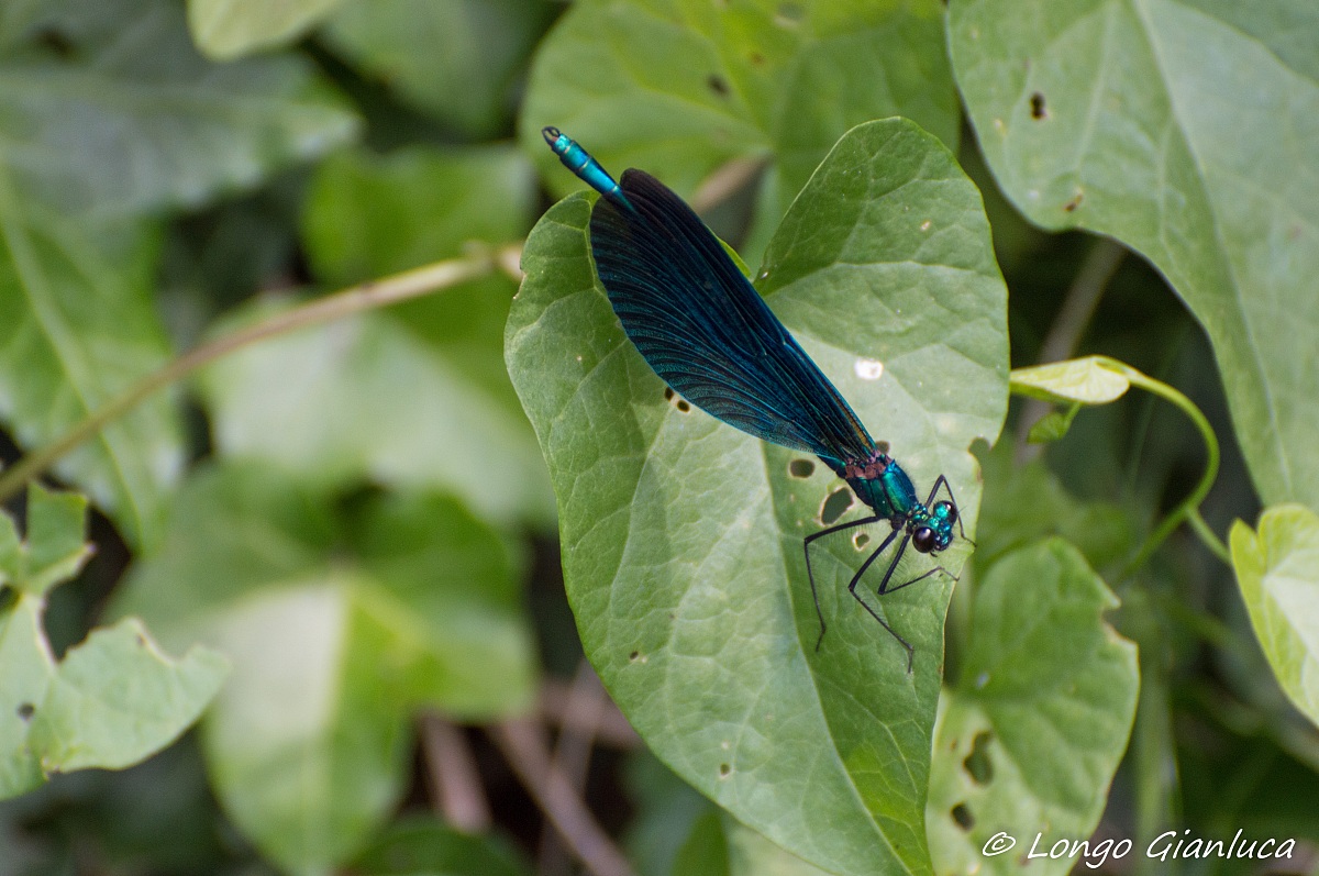 blue dragonfly...