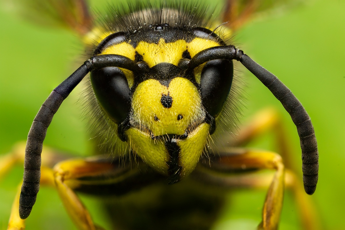 portrait of wasp...