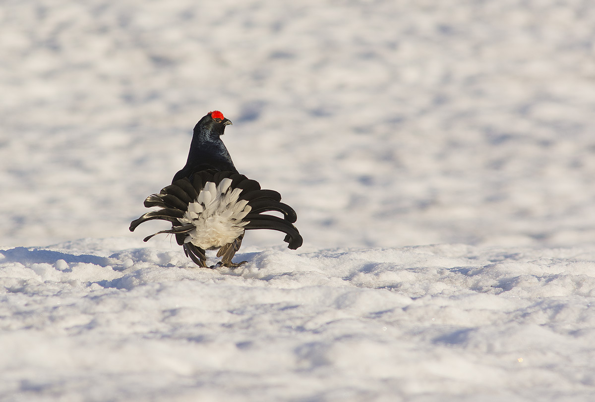 Grouse...