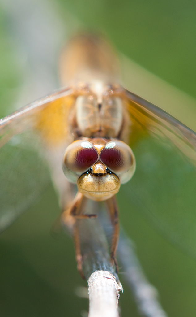 Dragonfly Smile...