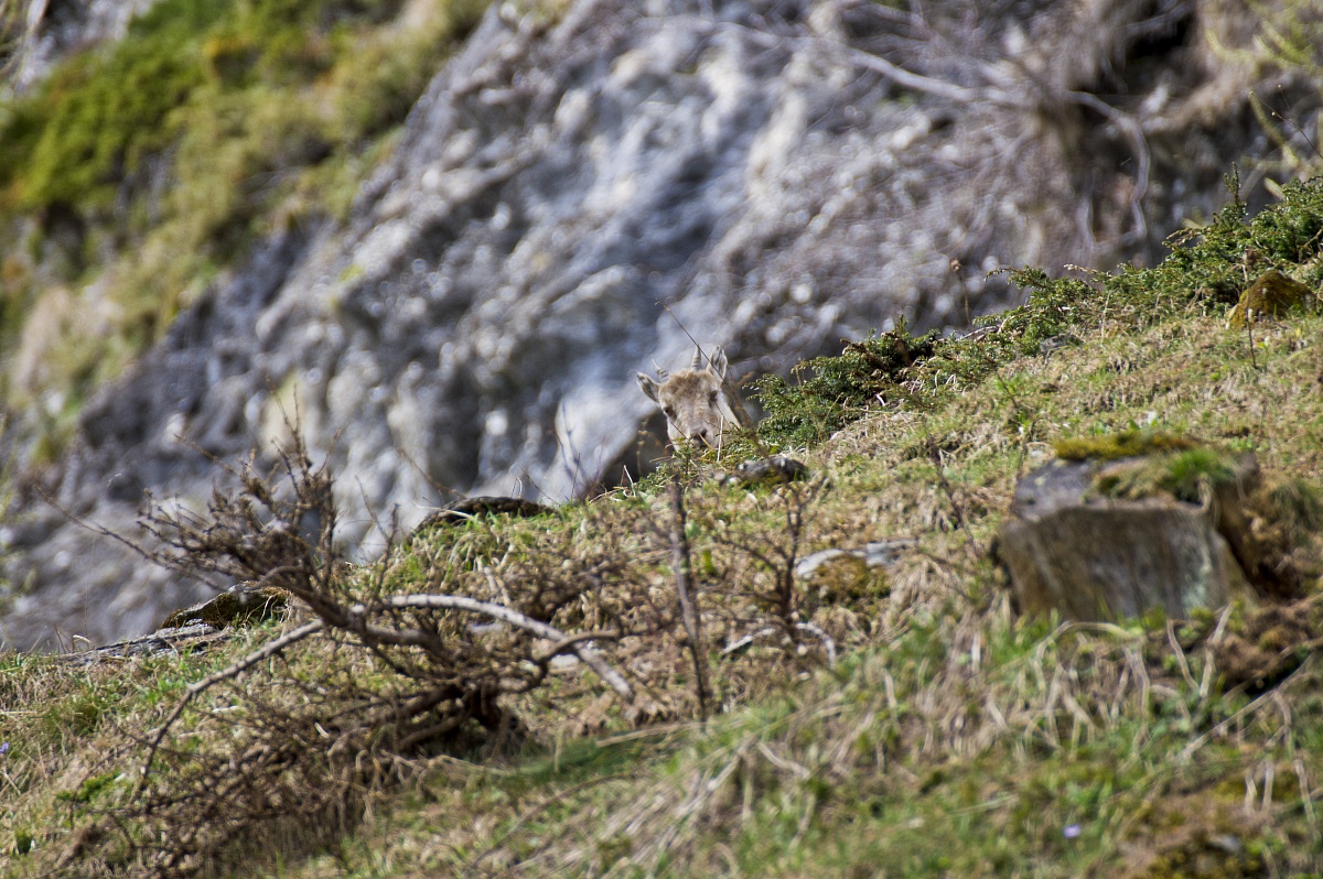 small ibex curious...