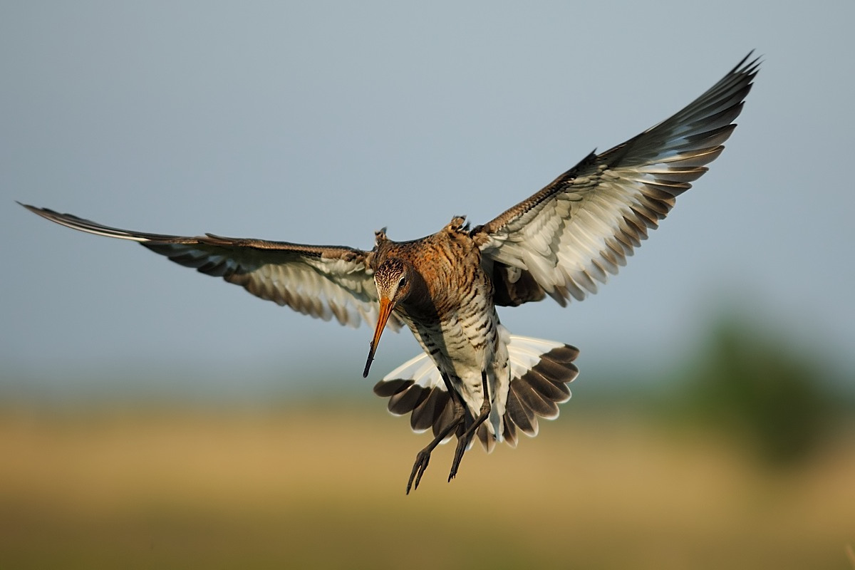 Black-tailed Godwit landing...