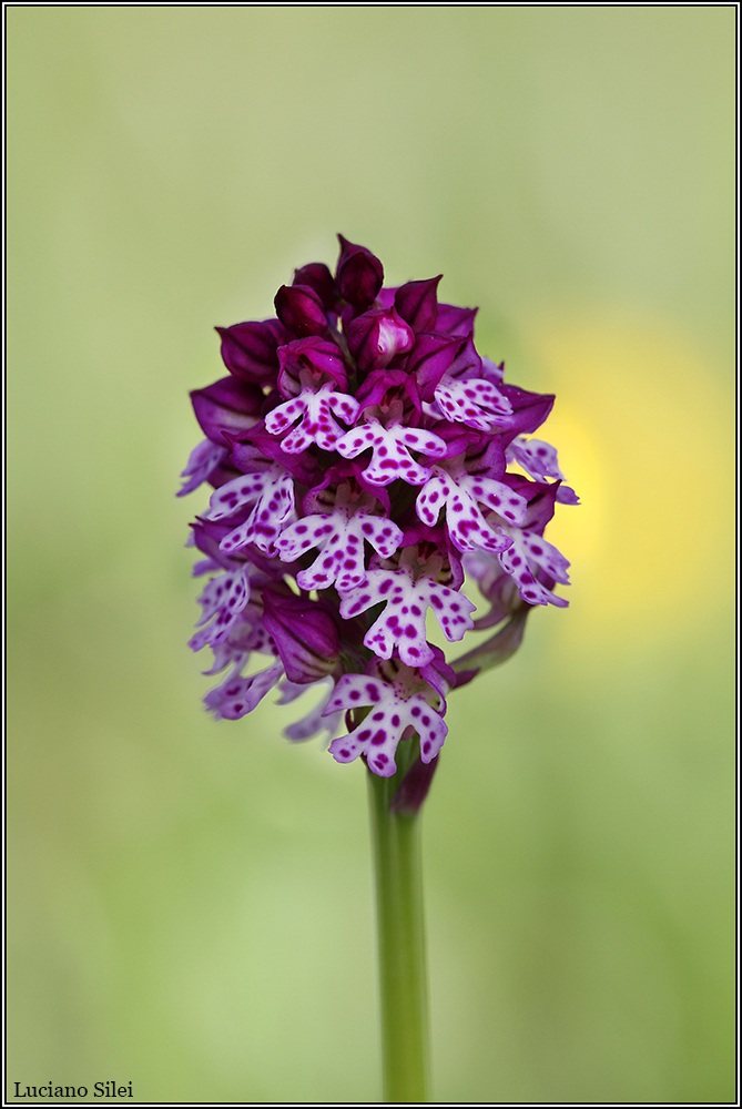 Neotinea xdietrichiana (N.tridentata x N.ustulata)...
