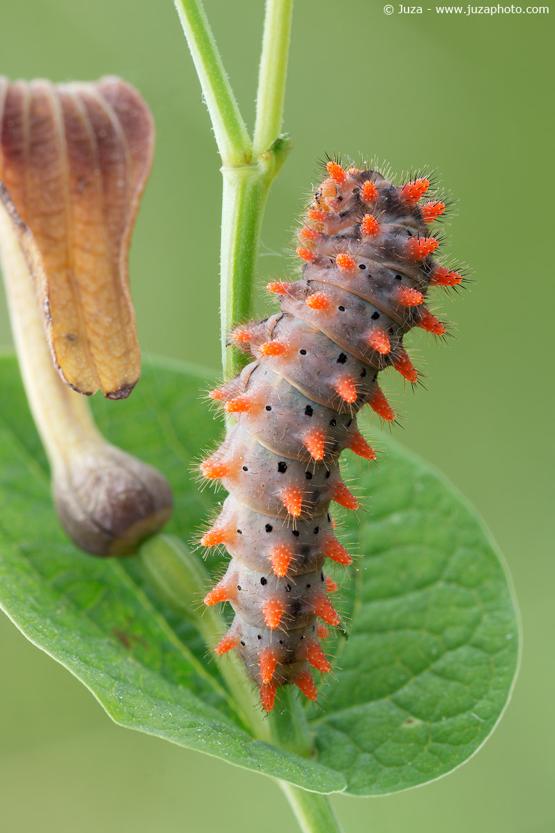 Caterpillar Zerynthia polyxena, 017 771...