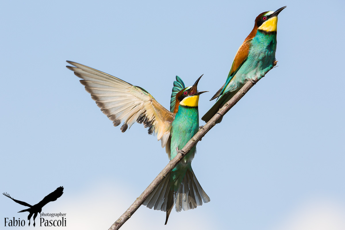 2014 Bee-eaters...