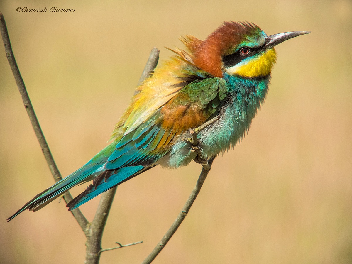 my second bee-eater...