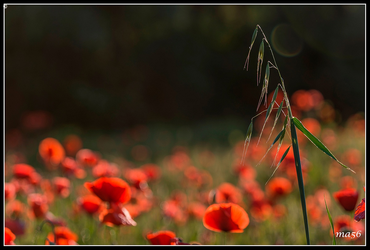 nel rosso...