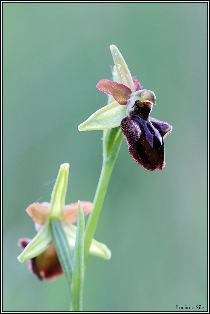 Ophrys incubacea subsp. septentrionalis...