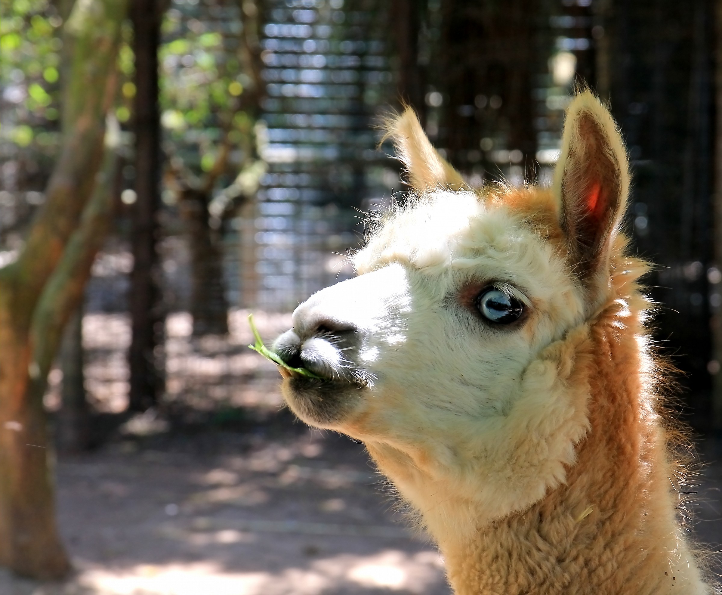 Lama...