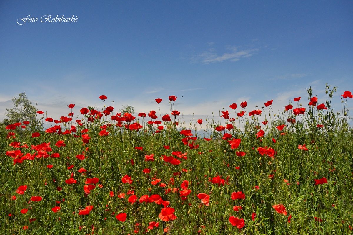 You know that poppies ........