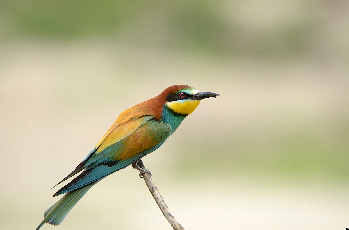 2014 bee-eaters...