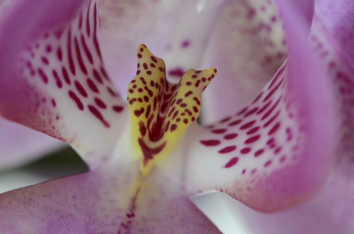 Orchidea2...