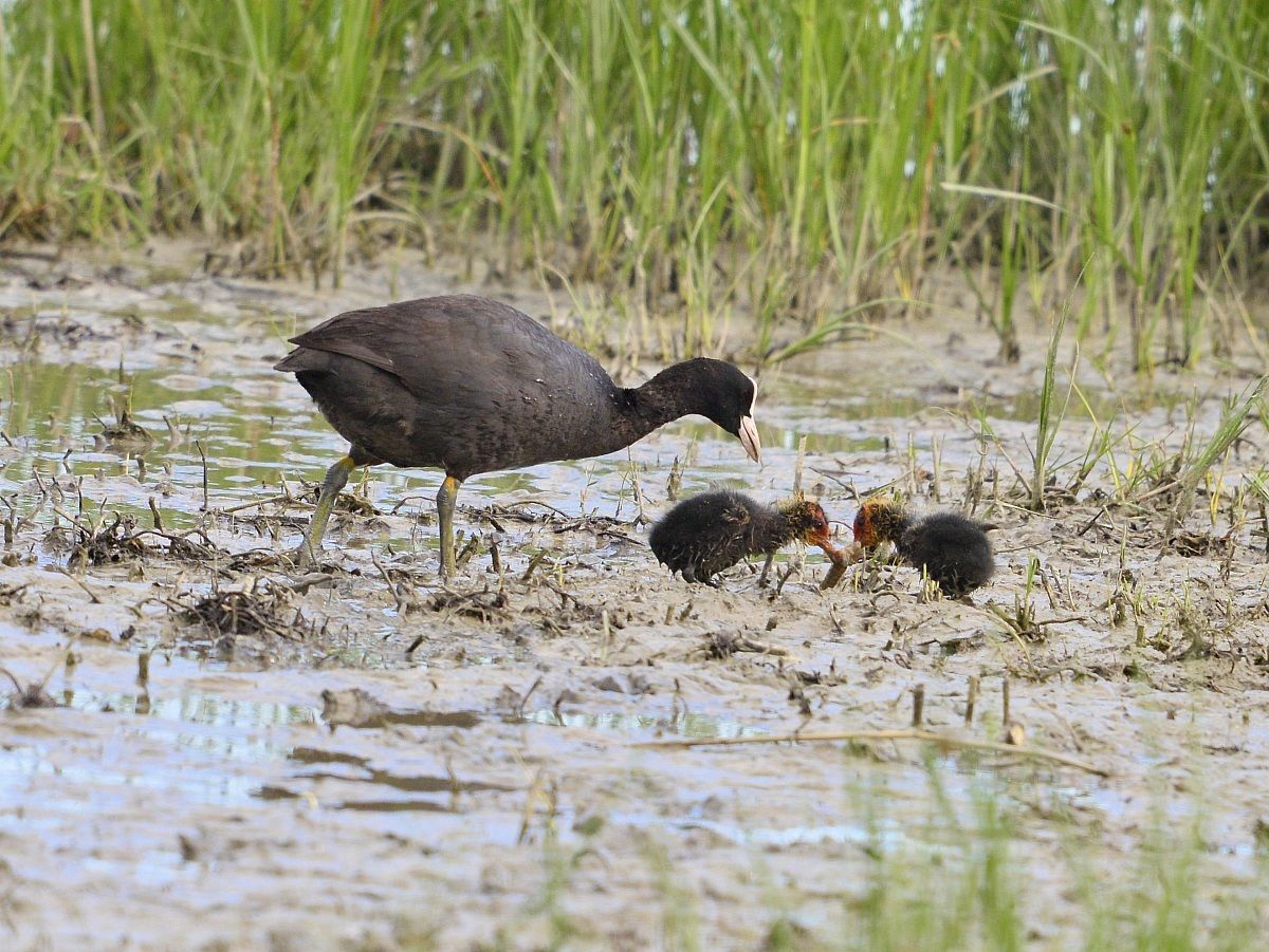 Coots...