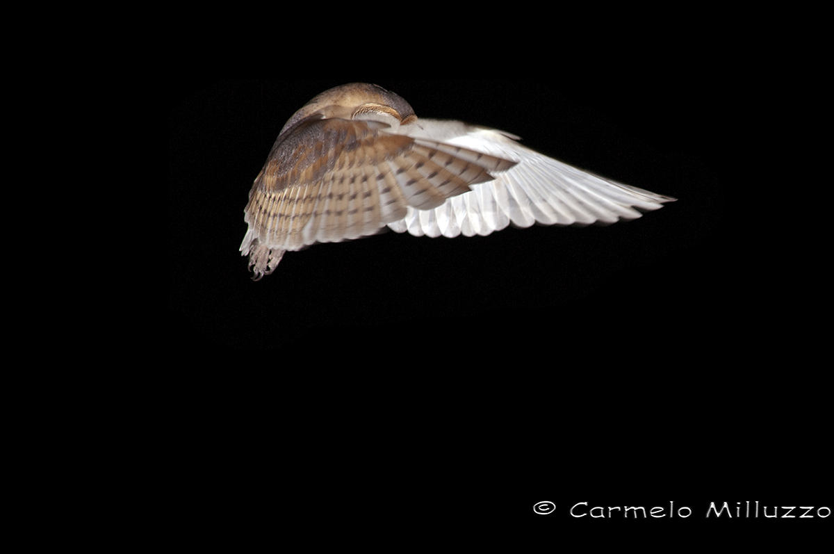 Barn Owl in flight 2...