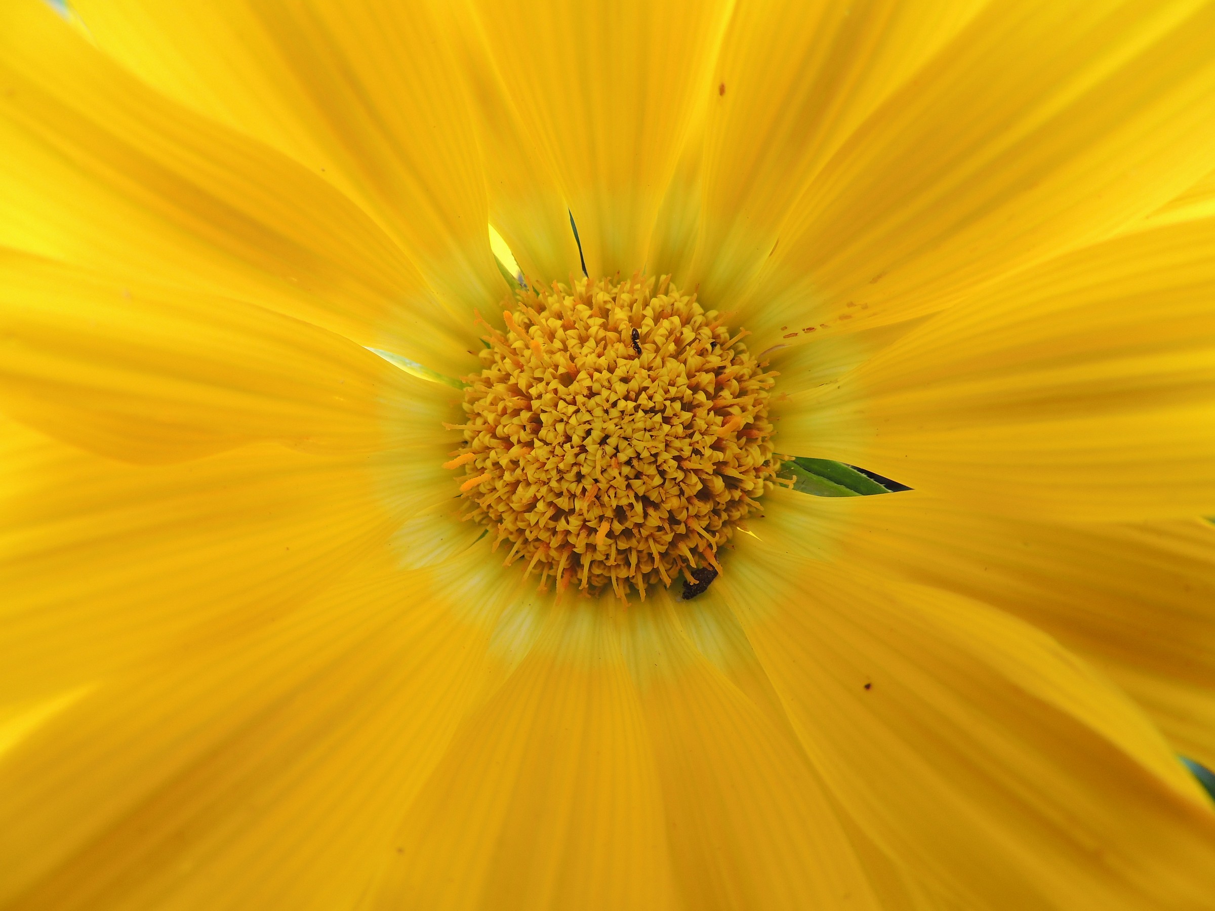 yellow flower...