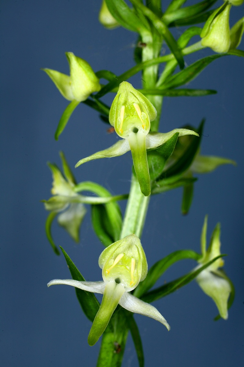 planthera chlorantha...