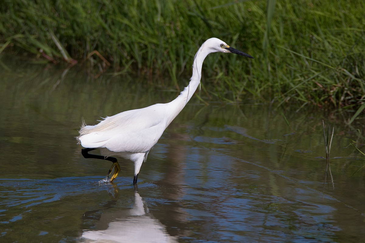 The walk of the Egret...