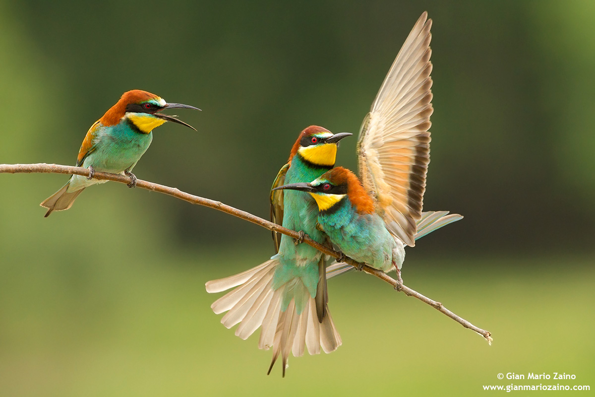 Merops apiaster / Gruccione / European Bee-eater...