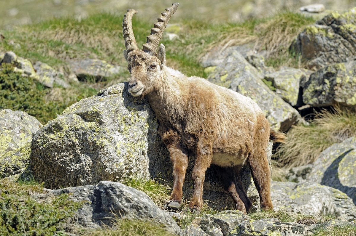 Ibex, Alpine Ibex, Steinbock (Capra ibex)...