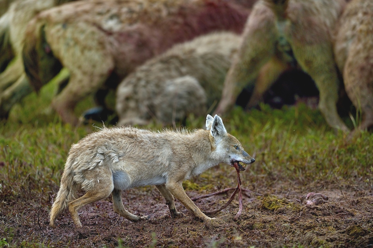 Jackal afraid of wildebeest prey remains recovered from hyenas...