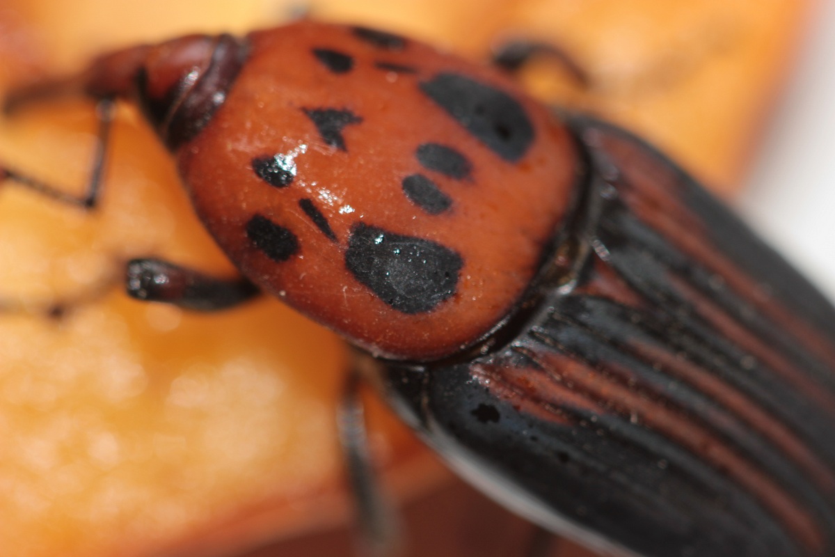 Weevil Rhynchophorus ferrugineus said red...