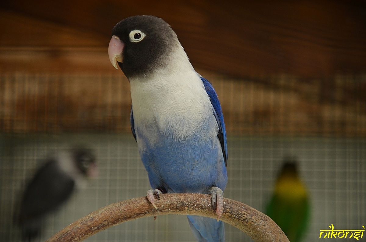 Lovebird personatus cobalt...