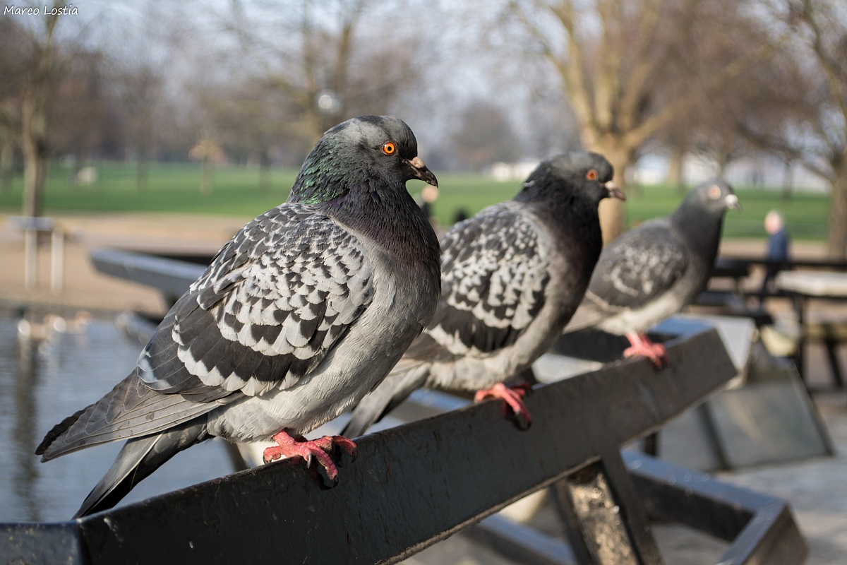 Tris pigeons...