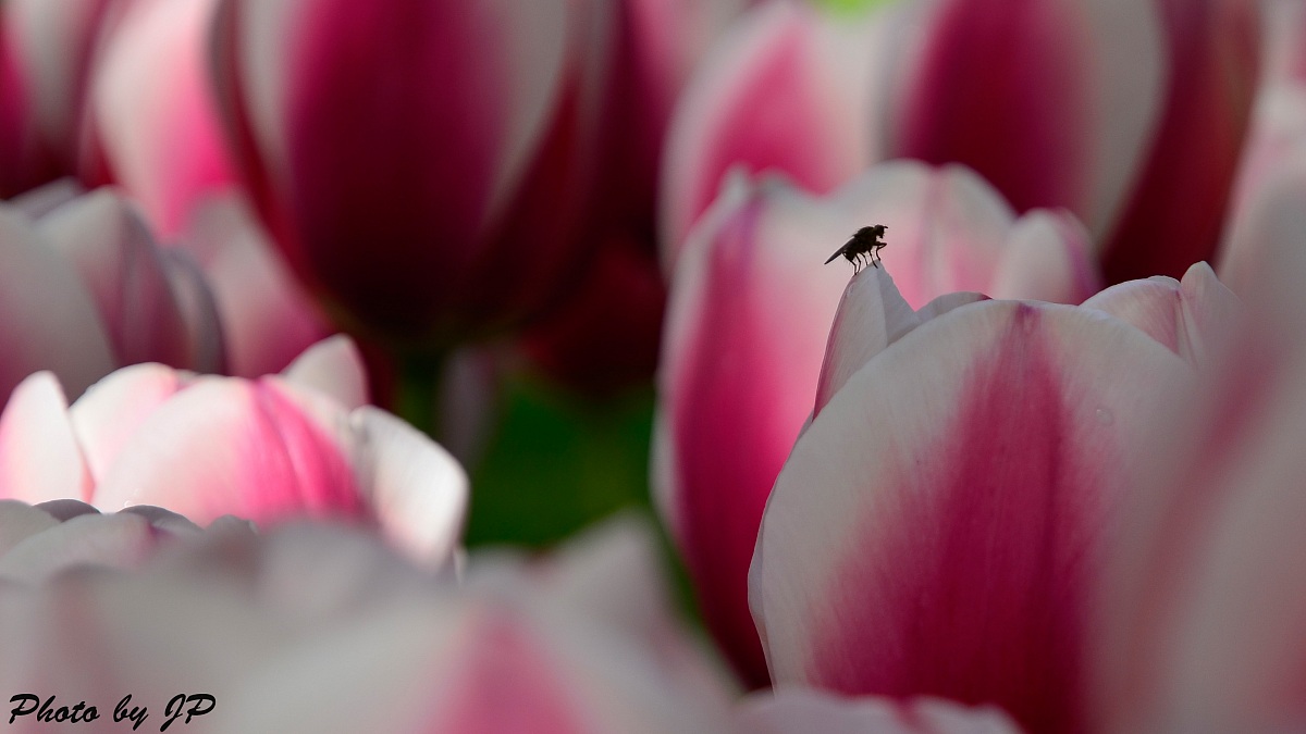 Sylvia Warder tulip with fly...