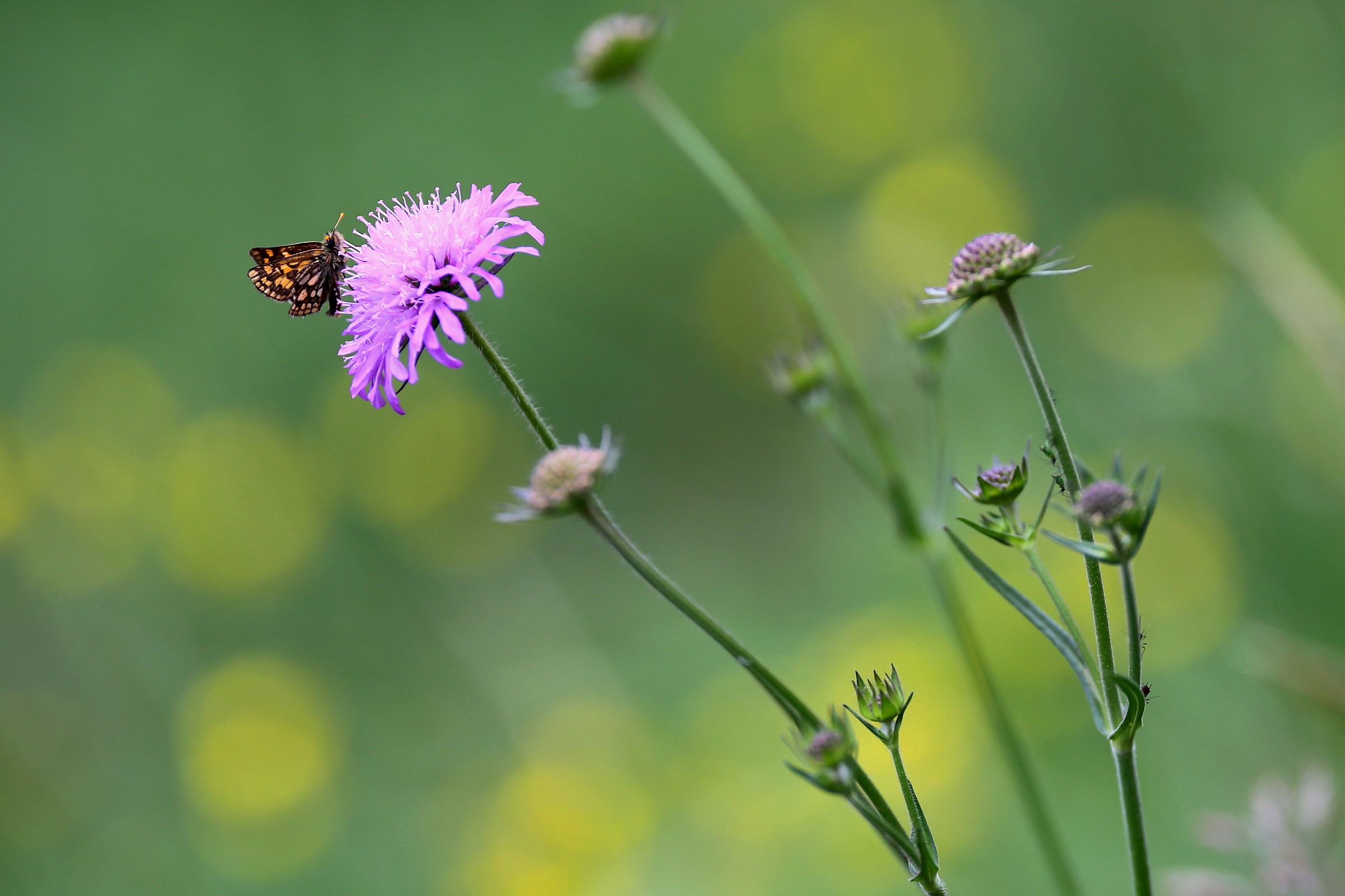 butterfly...