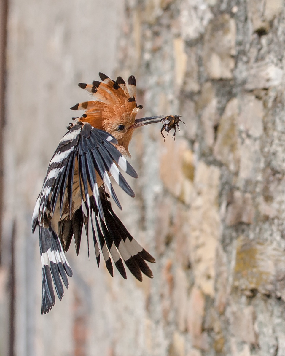 The hoopoe and his prey...