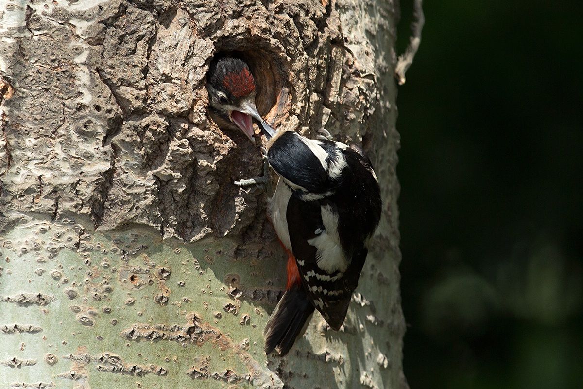 Woodpecker with offspring...