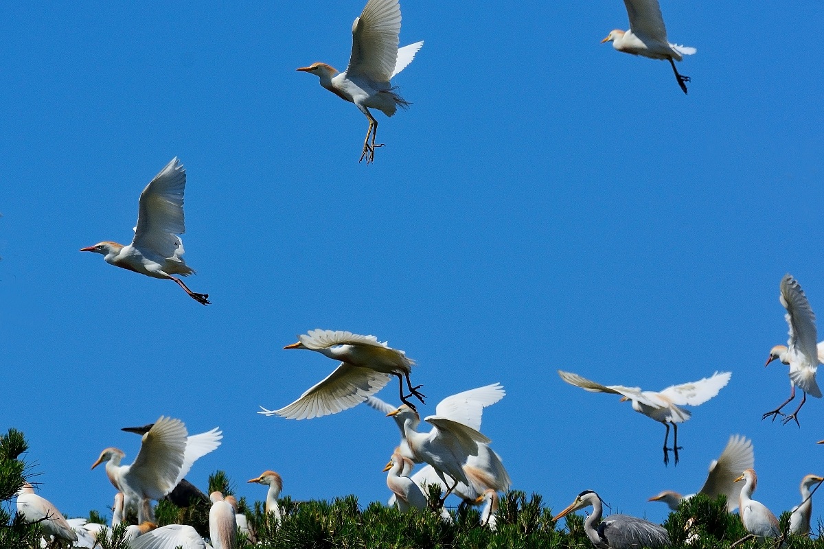 Herons Egrets...