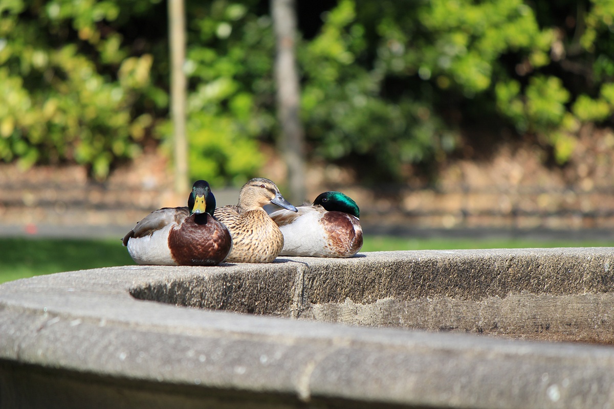 Ducks in standby...