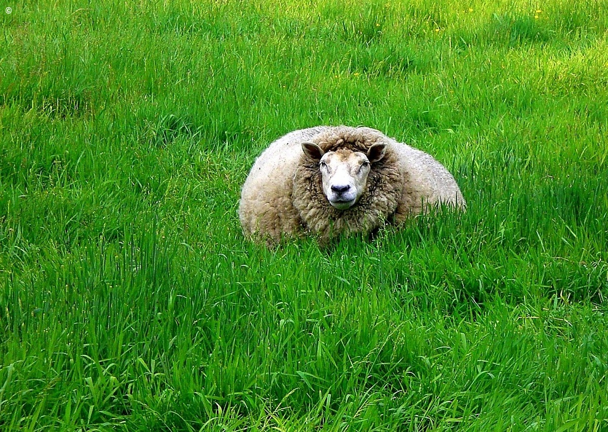 the real secret of the sheep Dolly, her grass...