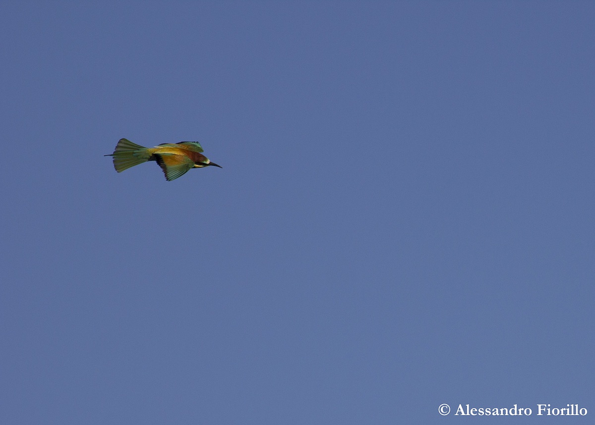 The dance of the bee-eater...