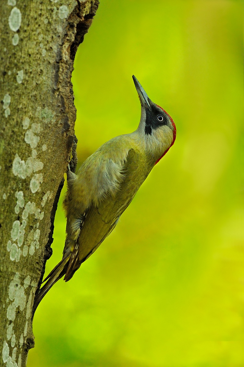 Green Woodpecker f....