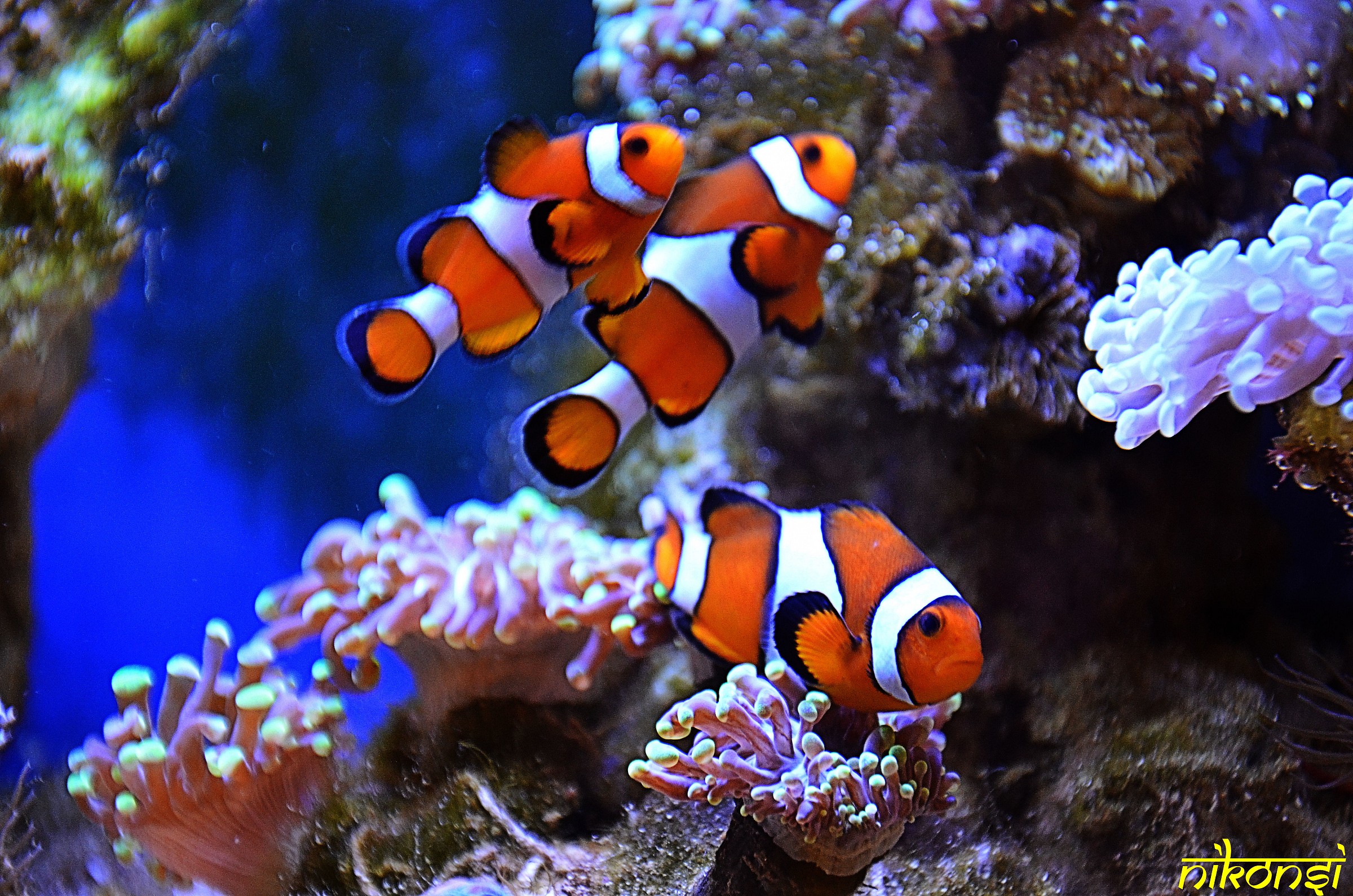 Clownfish (Amphiprion ocellaris)...