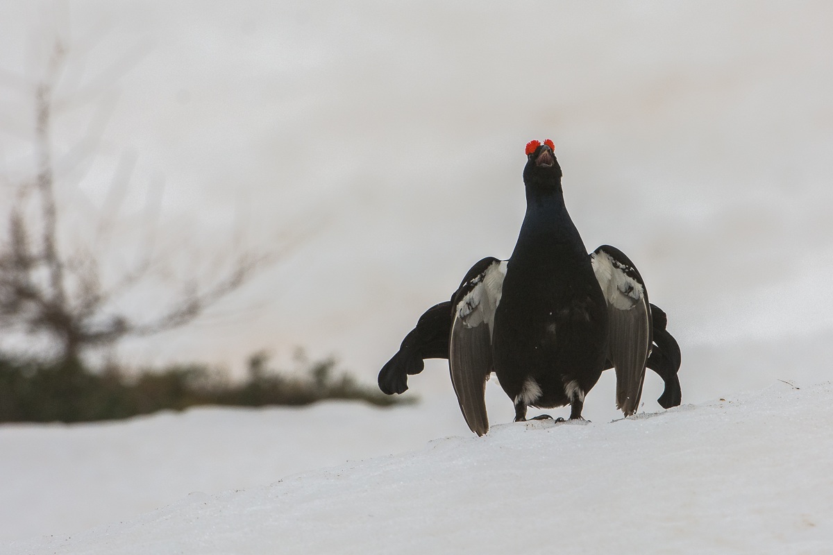 Grouse...