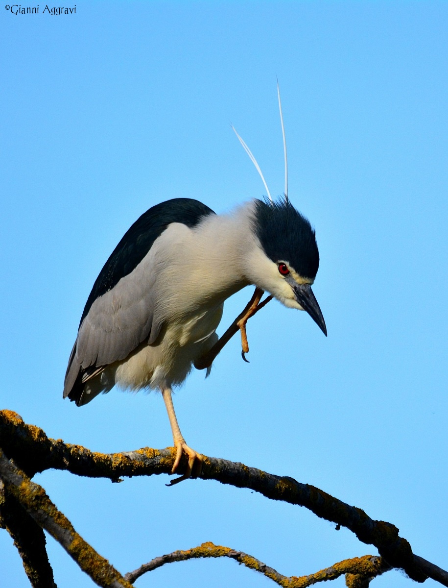 Today itches .... (Night Heron)...