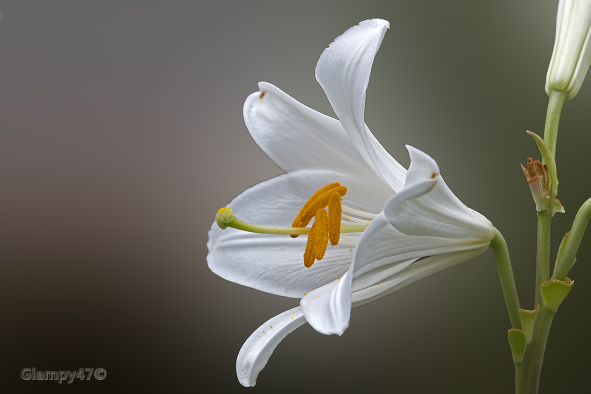 white lily...