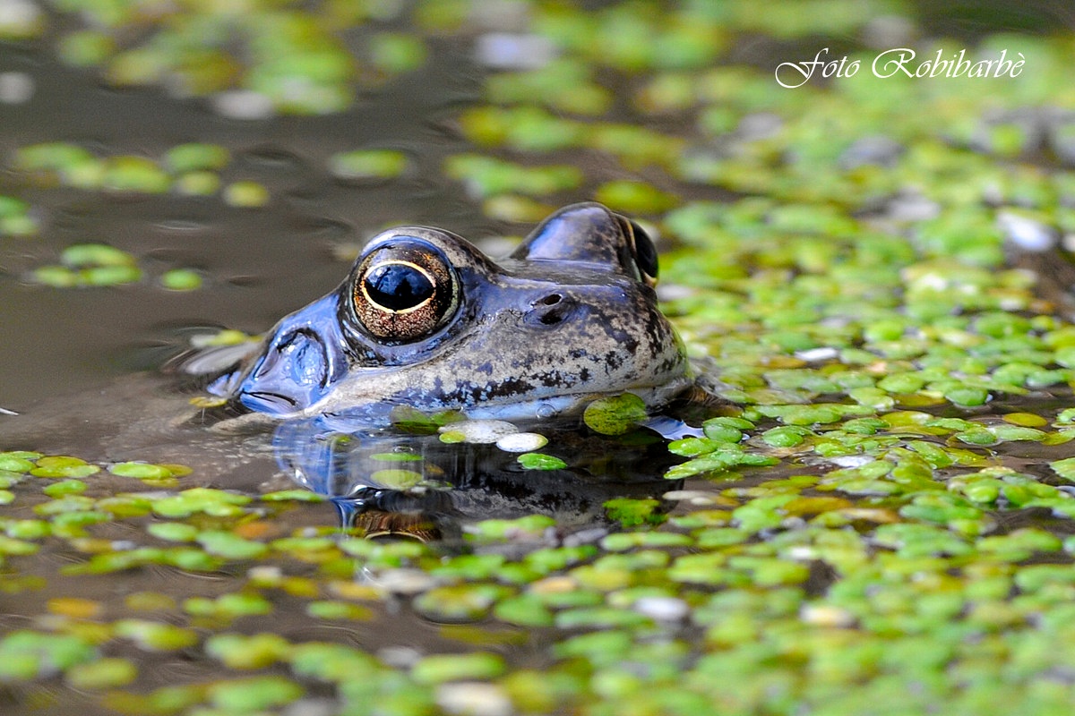 A frog with lentils .......