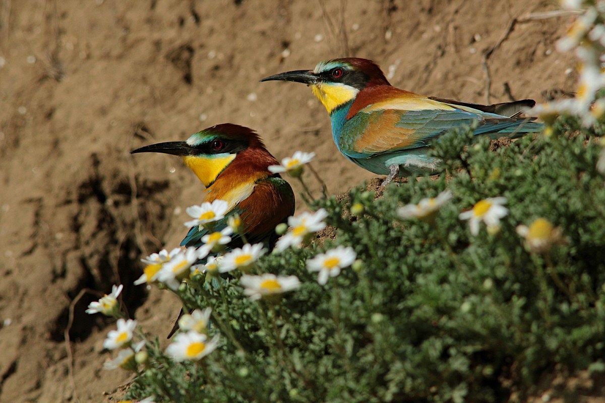 Coppietta of bee-eaters romantics among the flowers....