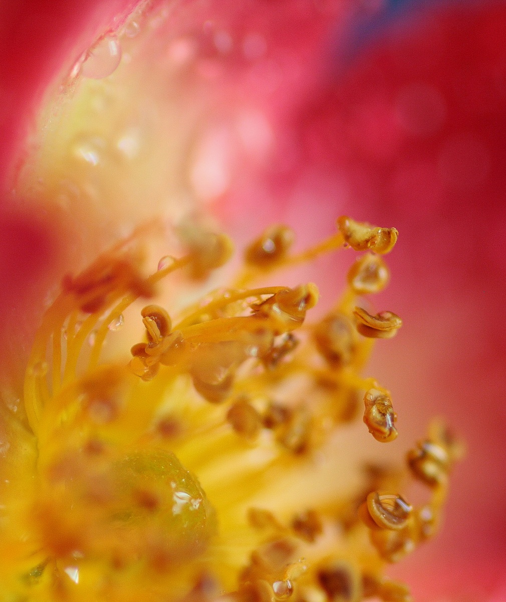 the charm of macrofiori...