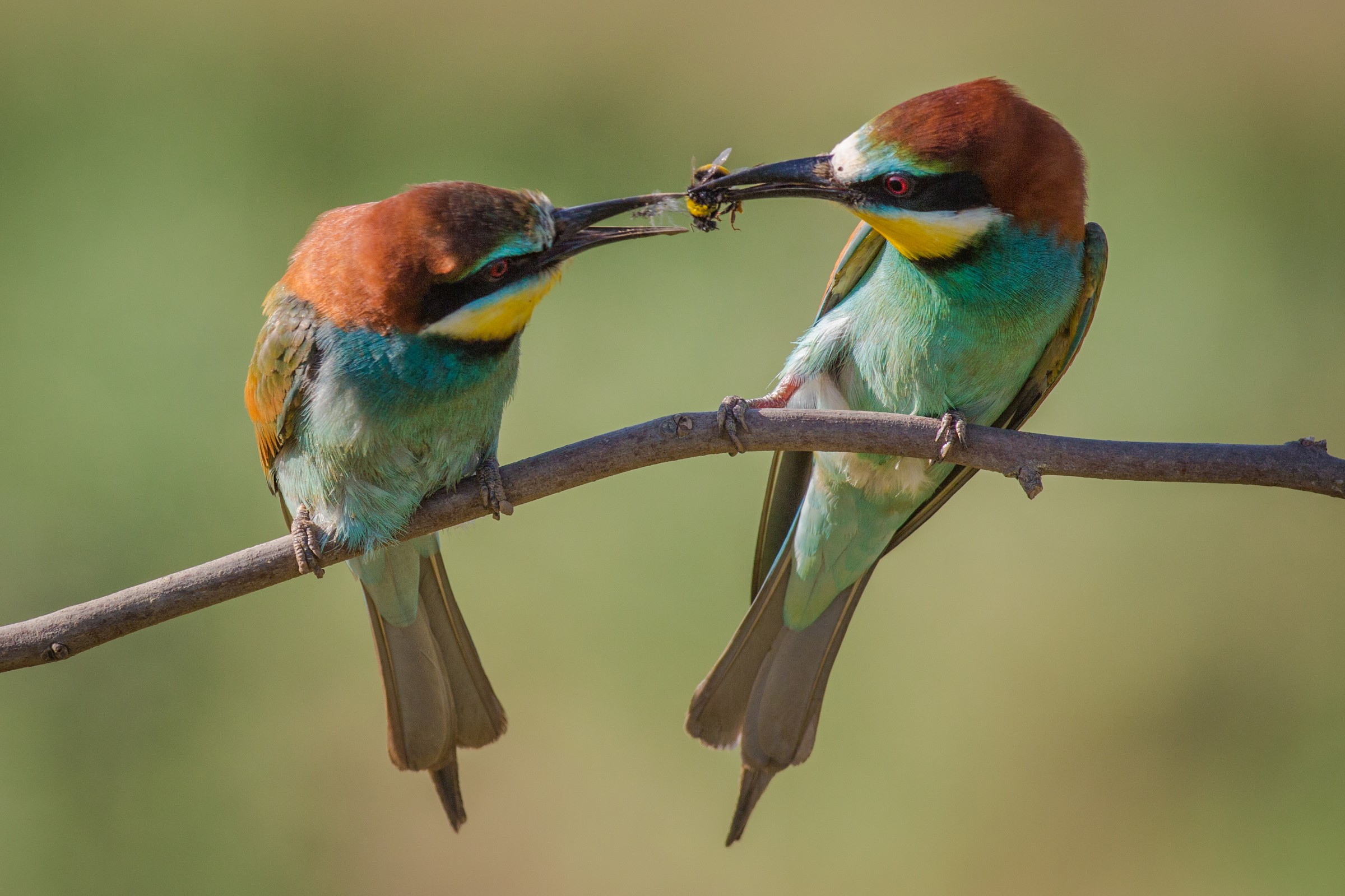 With love, your bee-eater...