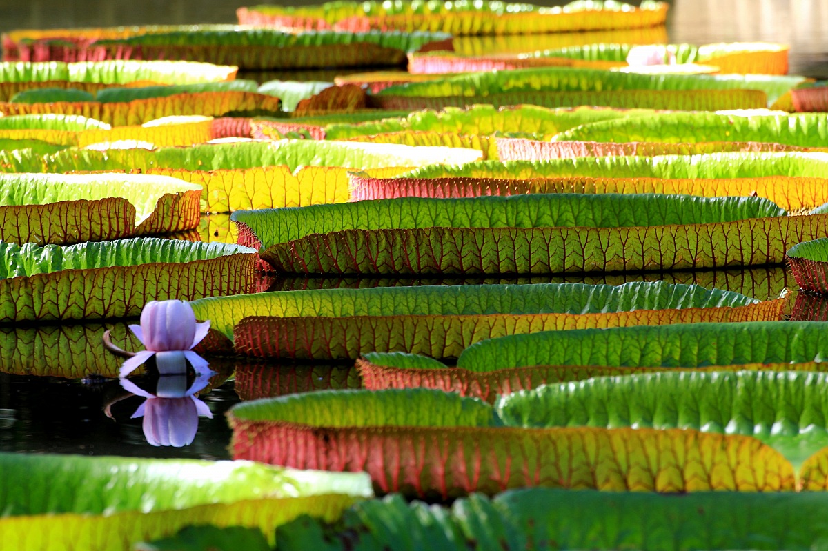 Waterlilies at Pamplemousse...