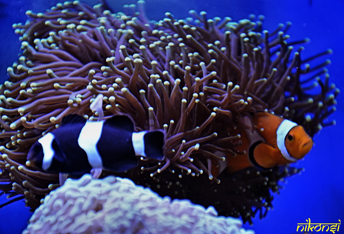 Clownfish in symbiosis with a Euphyllia...