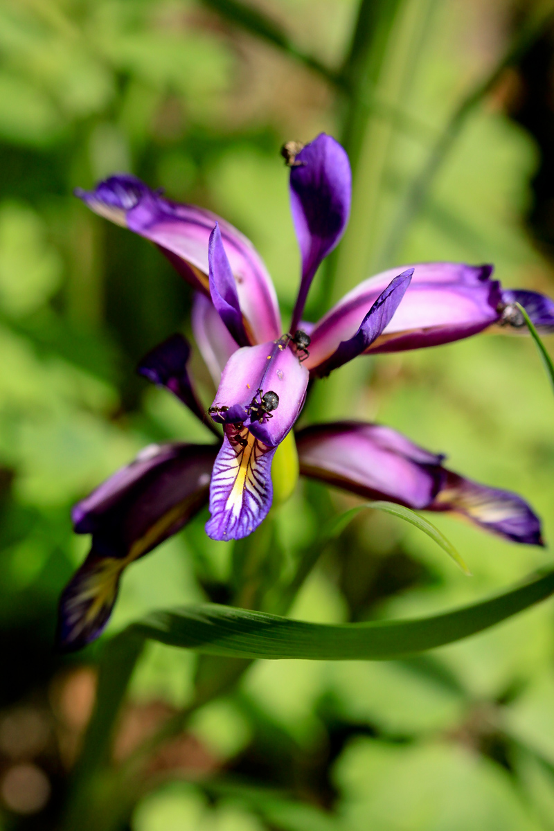 Iris ferro di cavallo...