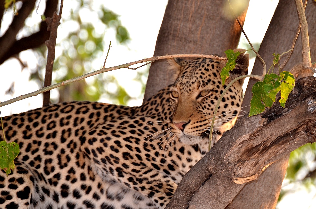Leopardo in Botswana...