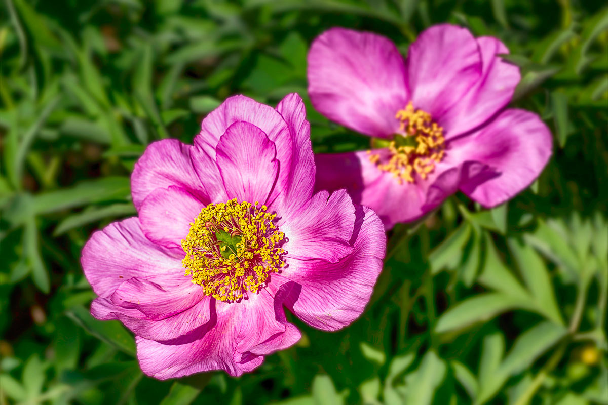 Flowers...